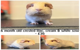 Guinea Pig rodents for sale: Selection of pigs - Advert 2