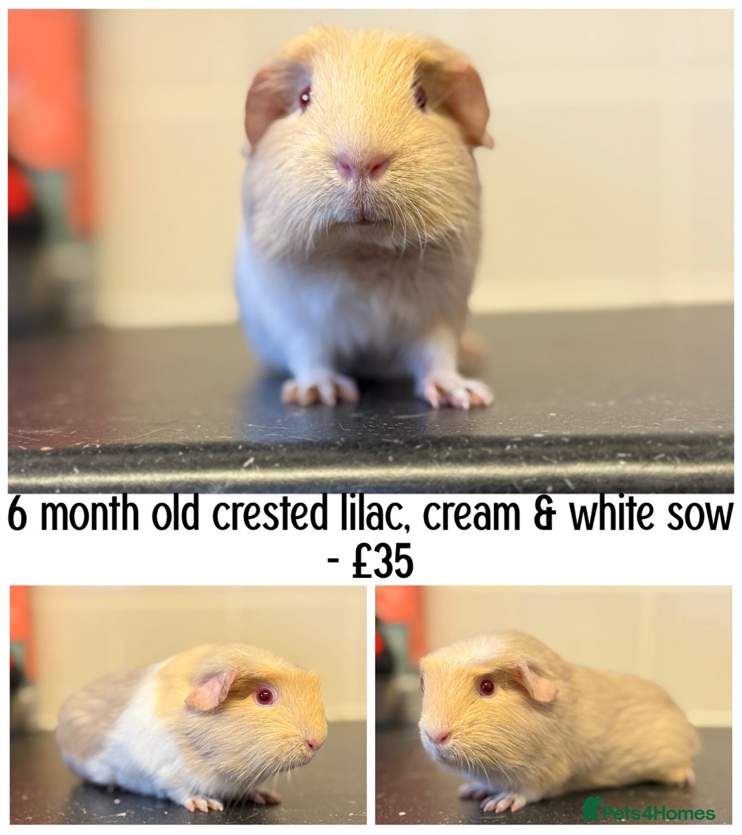 Guinea Pig rodents for sale: Selection of pigs - Advert 2