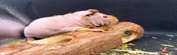 Guinea Pig rodents for sale: Boy & Girl Skinny Pig - Ready Now in Caterham - Advert 11