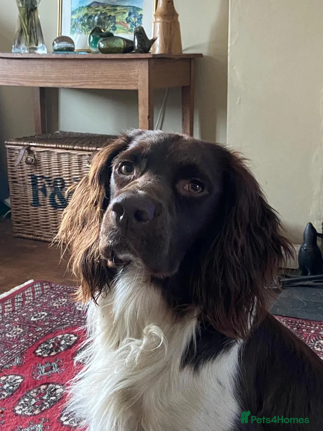 English Springer Spaniel dogs for stud: Working English Springer Spaniel Stud Health Test in Chelmsford - Advert 3