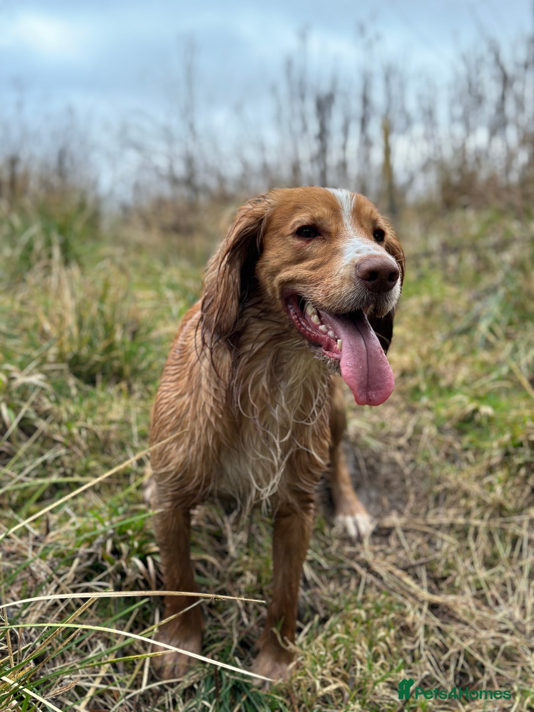 Cocker Spaniel dogs for stud: Working Gun Dog Stud  - Advert 16