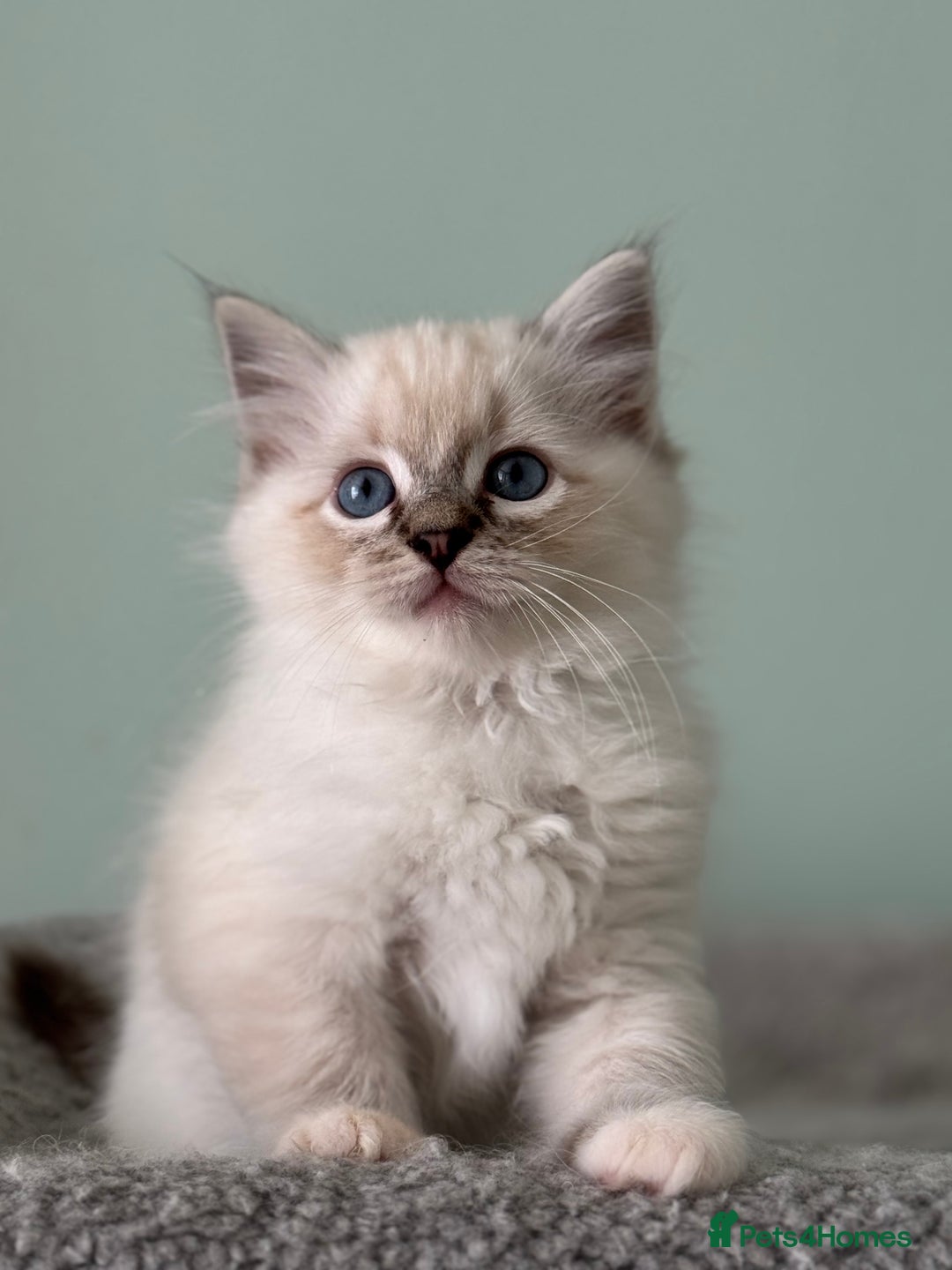 Ragdoll cats for sale: Super Affectionate Ragdoll Kittens Fife Reg - Image 7