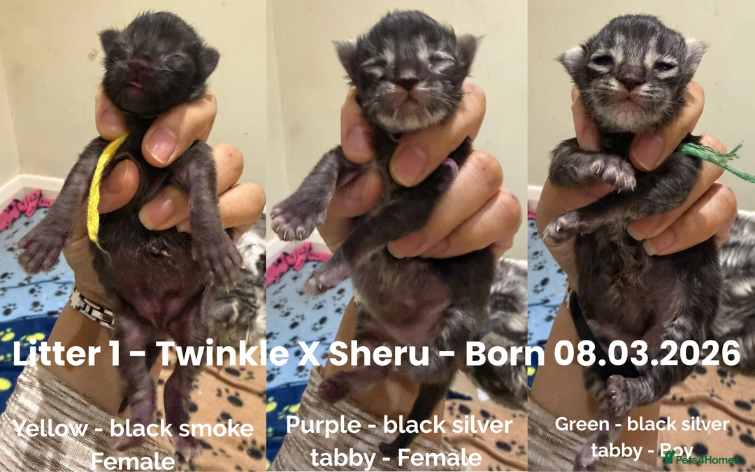 Maine Coon cats for sale: Large Kittens – European Bloodlines - Advert 2