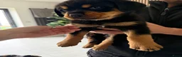 Rottweiler dogs for sale: 6 gorgeous Rottweiler pups  in Doncaster - Advert 14