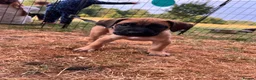 Presa Canario dogs for sale: Presa Canario Puppies Availale  - Advert 9