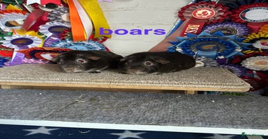 Guinea Pig rodents - Advert 15