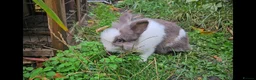 Lionhead rabbits for sale: Fluffy BE Lionhead Rabbits for Sale  - Advert 36