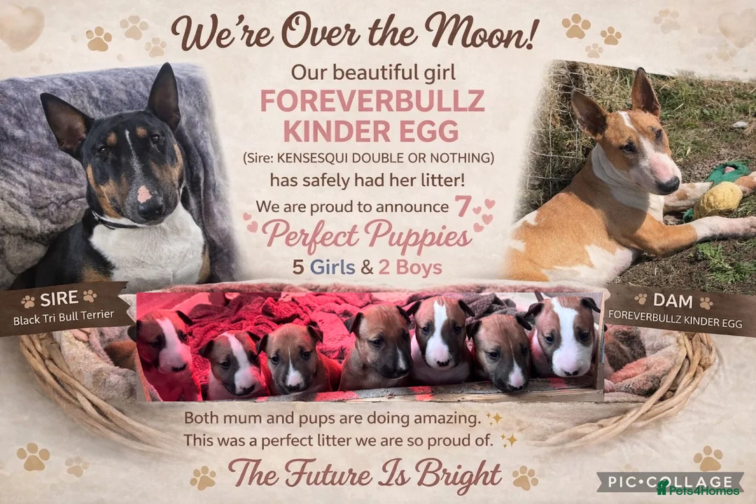 English Bull Terrier dogs for sale: KC English Bull Terrier Pups - Advert 2