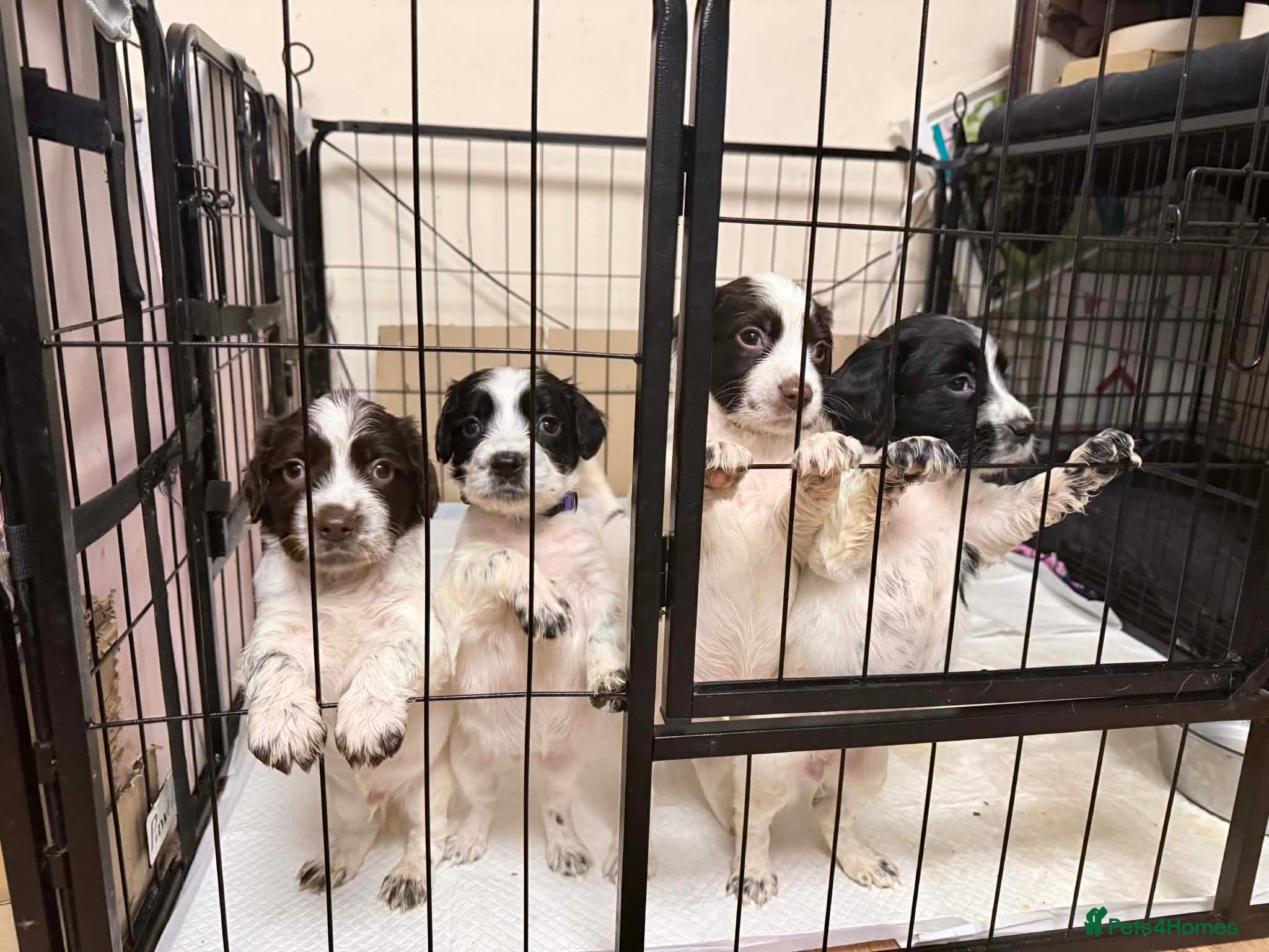 Sprocker dogs for sale: Beautiful Sprockers  - Advert 1