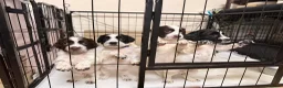 Sprocker dogs for sale: Beautiful Sprockers  - Advert 1