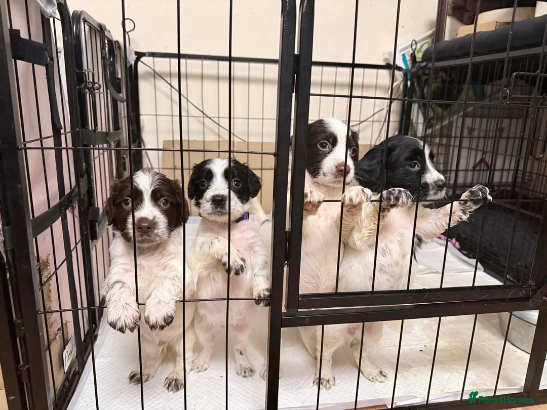 Sprocker dogs for sale: Beautiful Sprockers  - Advert 1