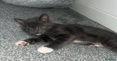 British Shorthair cats - Advert 2
