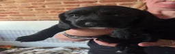 Mixed Breed dogs for sale: Cockadors for sale - Advert 10
