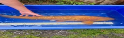 Koi Carp fish for sale: Pond clearance - Advert 21