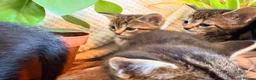 Mixed Breed cats for sale: Half British short hair tabby kittens.   - Advert 5