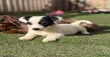 Mixed Breed dogs - Advert 9