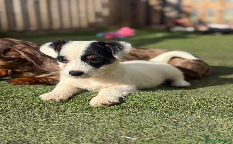 Mixed Breed dogs - Advert 1