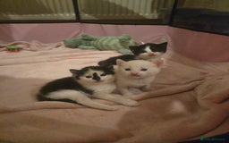 Mixed Breed cats for sale: Black and white girls  - Advert 1