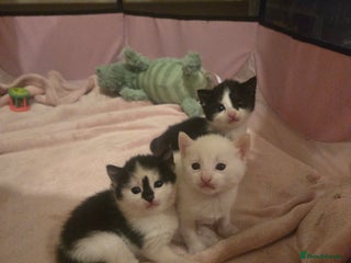 Mixed Breed cats Black and white girls - Advert 1