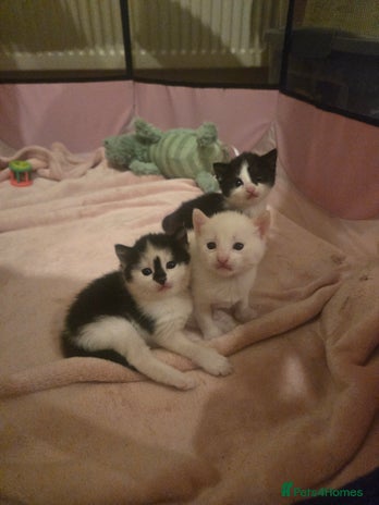 Mixed Breed cats Black and white girls - Advert 1