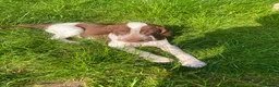 Bracco Italiano dogs for sale: Wonderful litter  - Advert 9