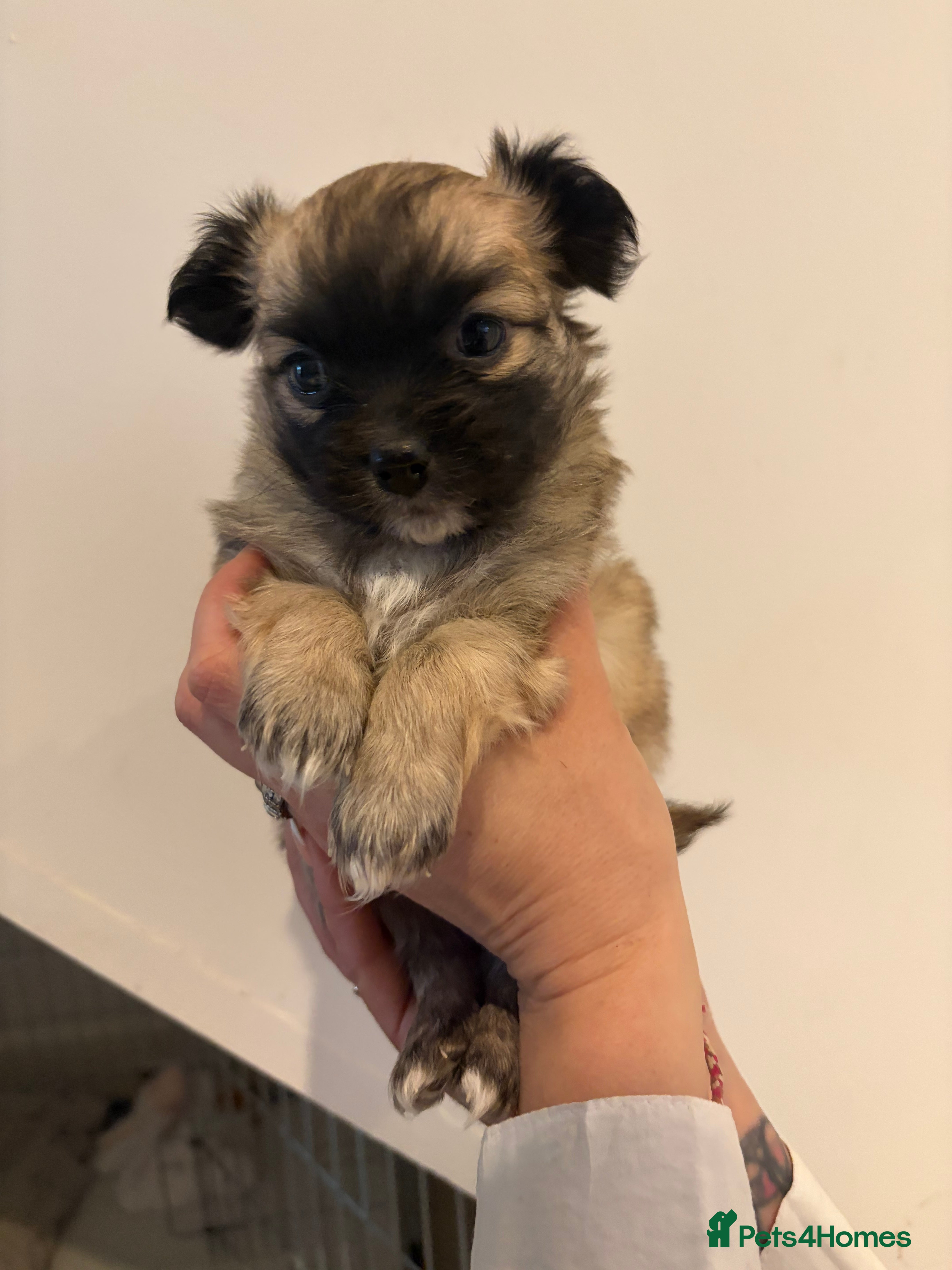 Chihuahua dogs Long hair chihuahua puppies - Advert 10