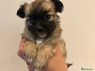 Chihuahua dogs Long hair chihuahua puppies - Advert 10