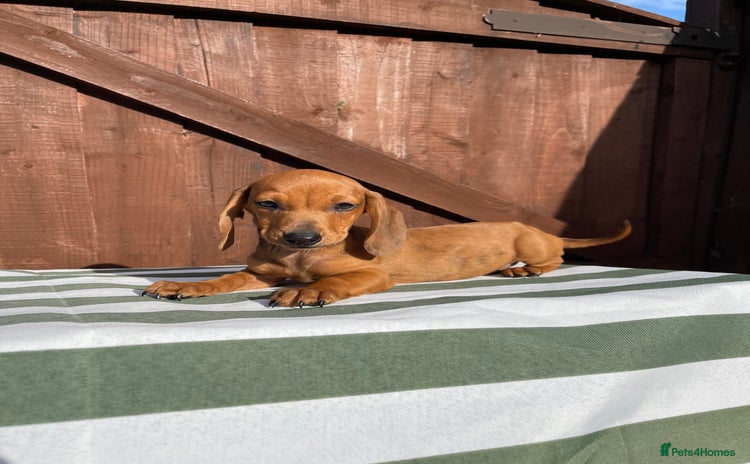 Dachshund dogs - Advert 16
