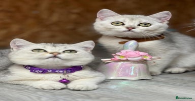 British Shorthair cats - Advert 3