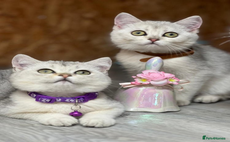 British Shorthair cats - Advert 1