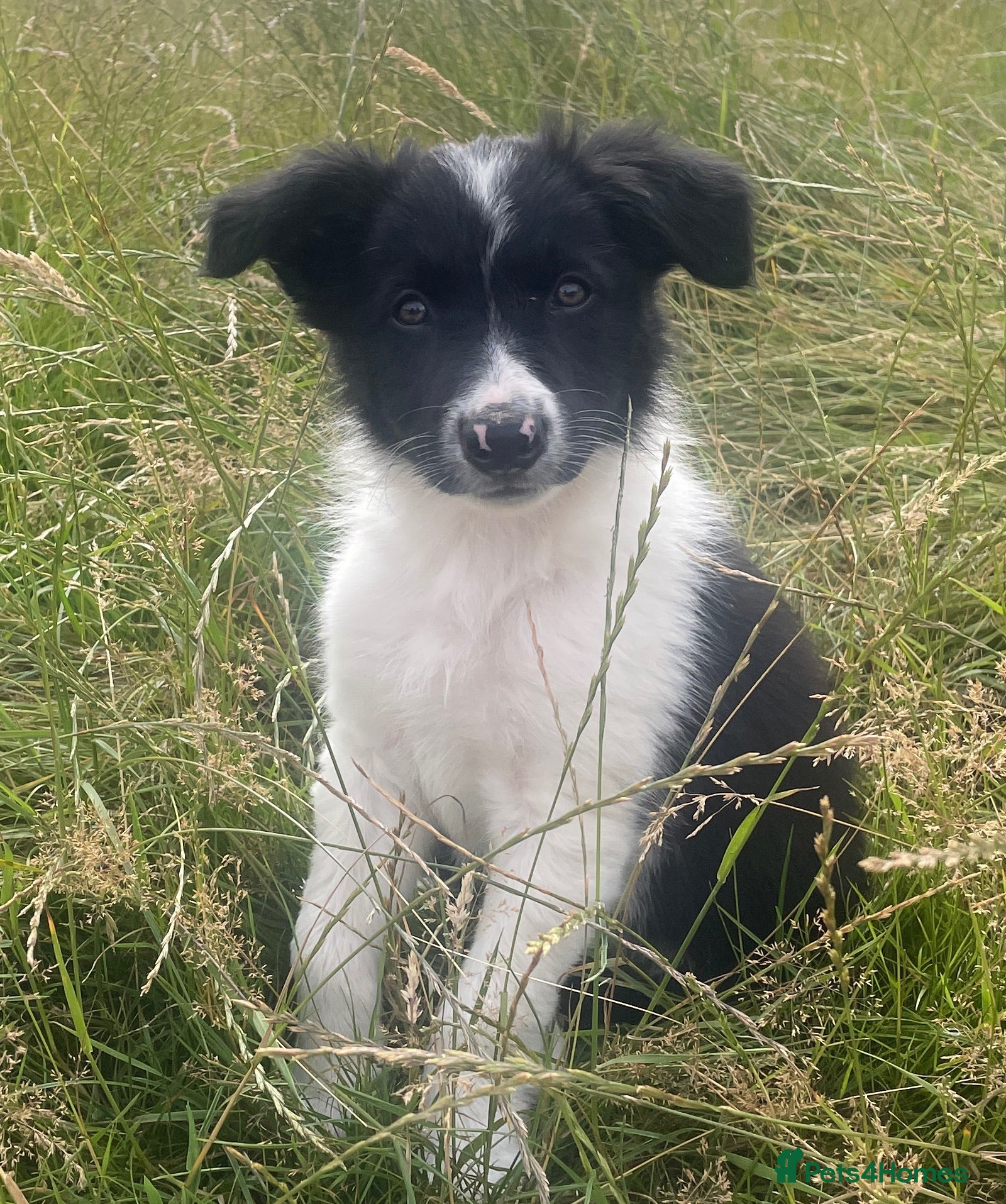 Border Collie dogs **** 1 Stunning Border Collie Puppy **** - Advert 1