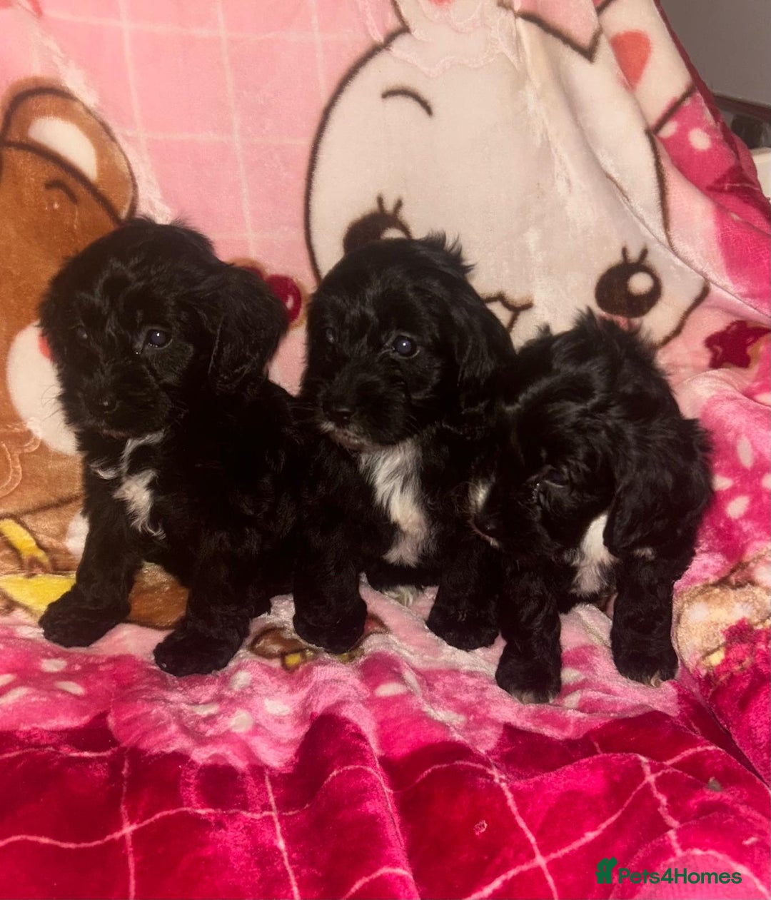 Cockapoo dogs for sale: 3 cockapoo puppies  - Advert 1