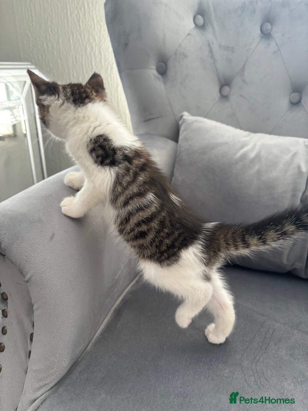 Mixed Breed cats for sale: Female kitty for sale - ready to leave  - Image 8