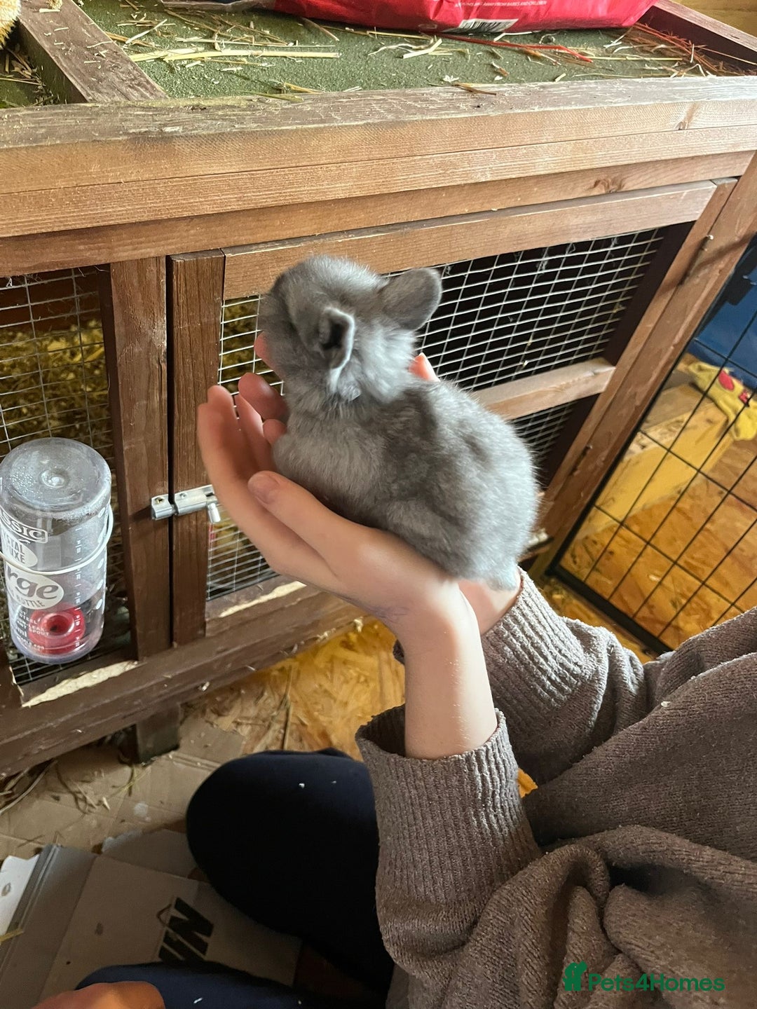 Lionhead rabbits for sale: Bouncing baby bunnies  - Advert 4