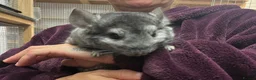 Chinchilla rodents for sale: 💙 Two Beautiful Std Grey Male Chinchillas 💙 - Advert 4