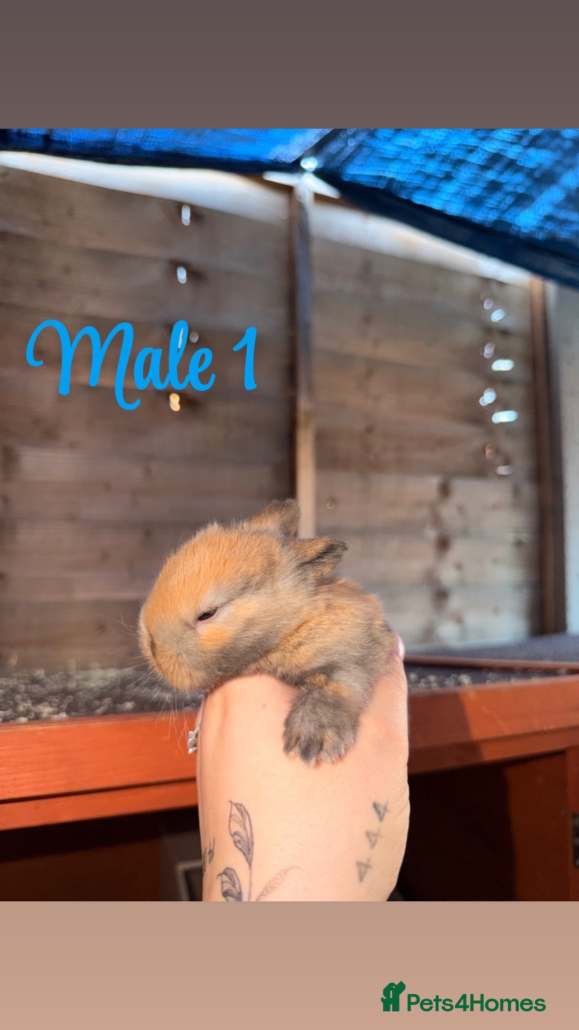 Mini Lop rabbits Mini lop bunnies for sale - Advert 1