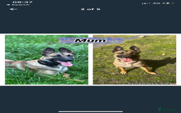 Belgian Shepherd Dog dogs for sale: Lovely Belgian malinois  - Image 6