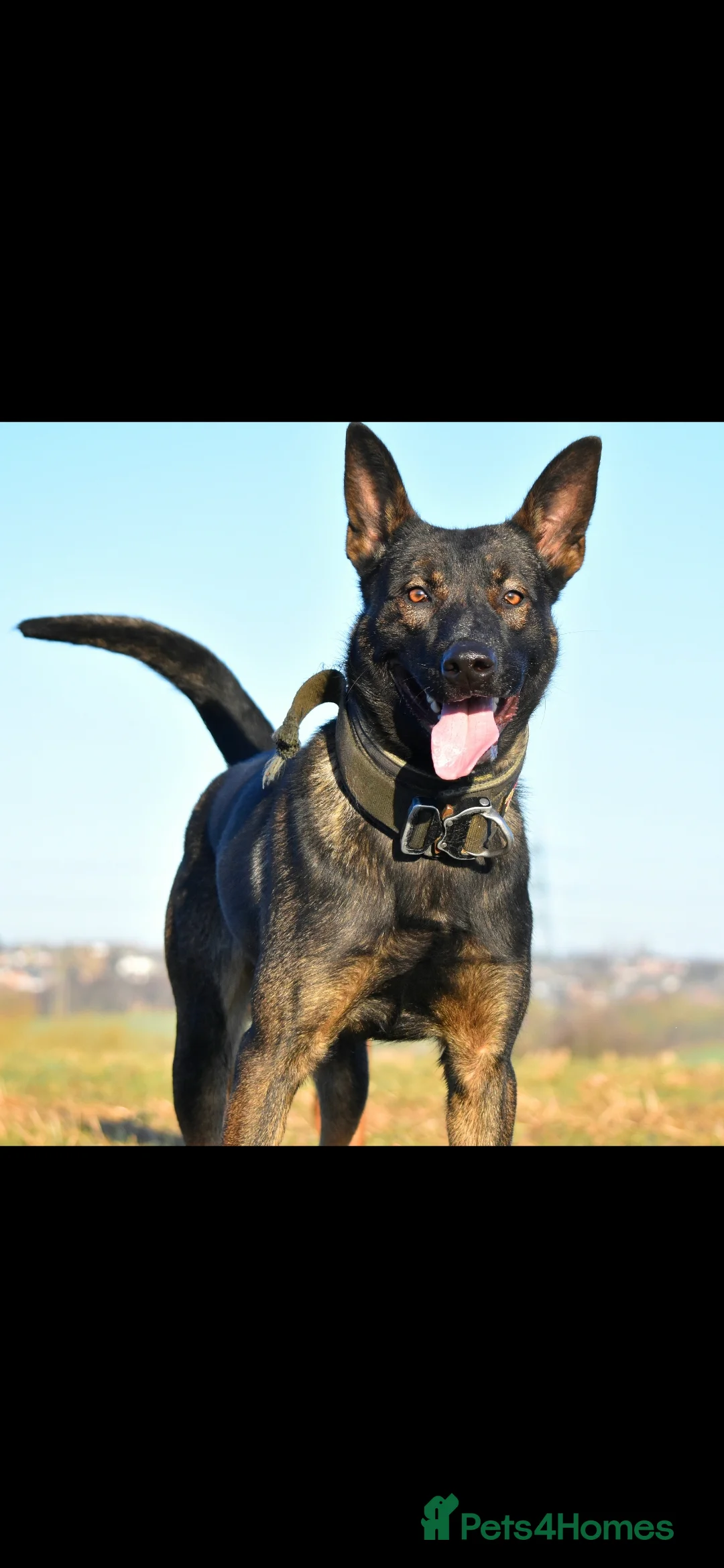 Mixed Breed dogs for sale: Reduced bullherders proven lines  - Advert 25