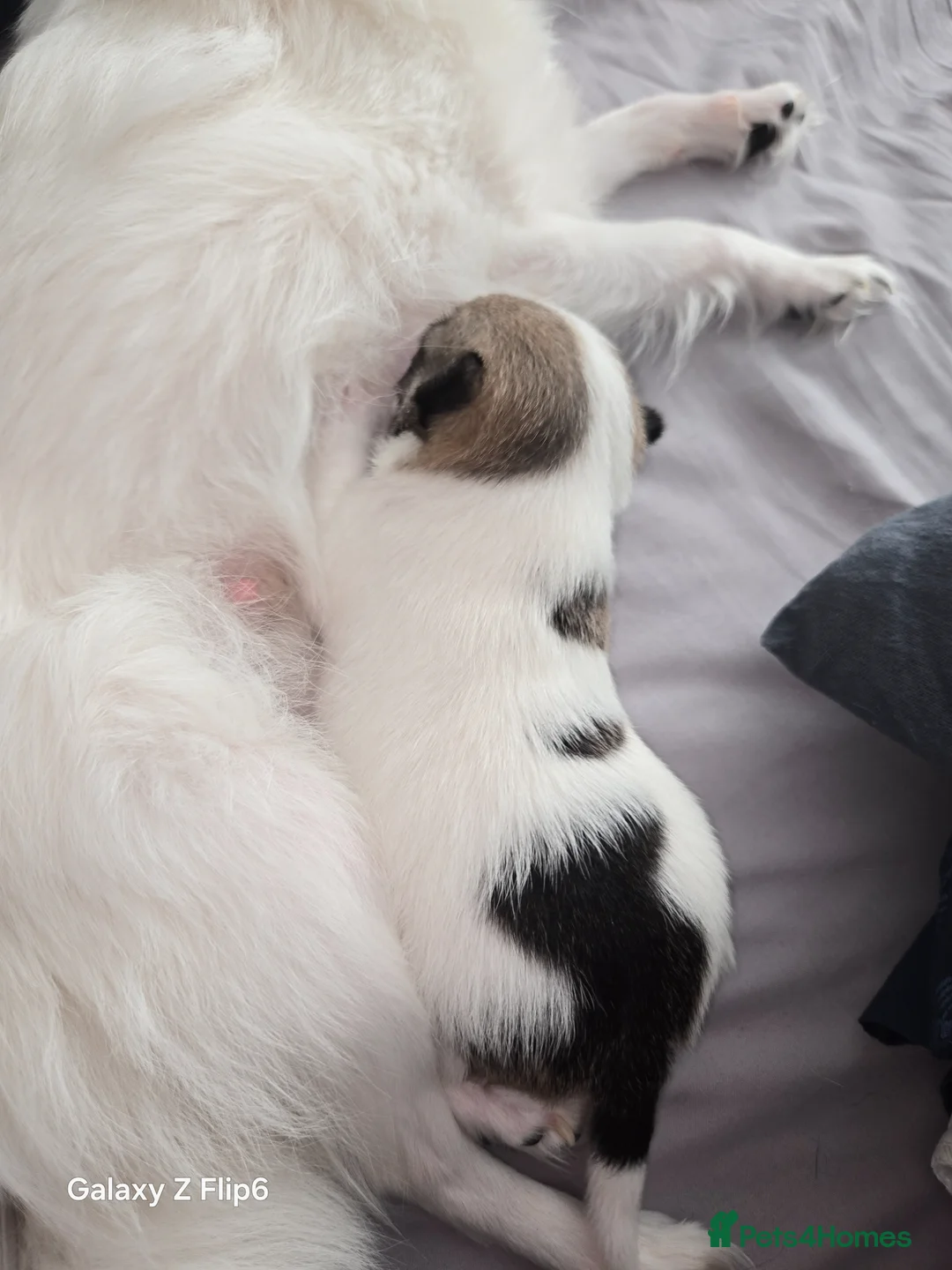 Chihuahua dogs for sale: Male chihuahua  in Huntingdon - Advert 2