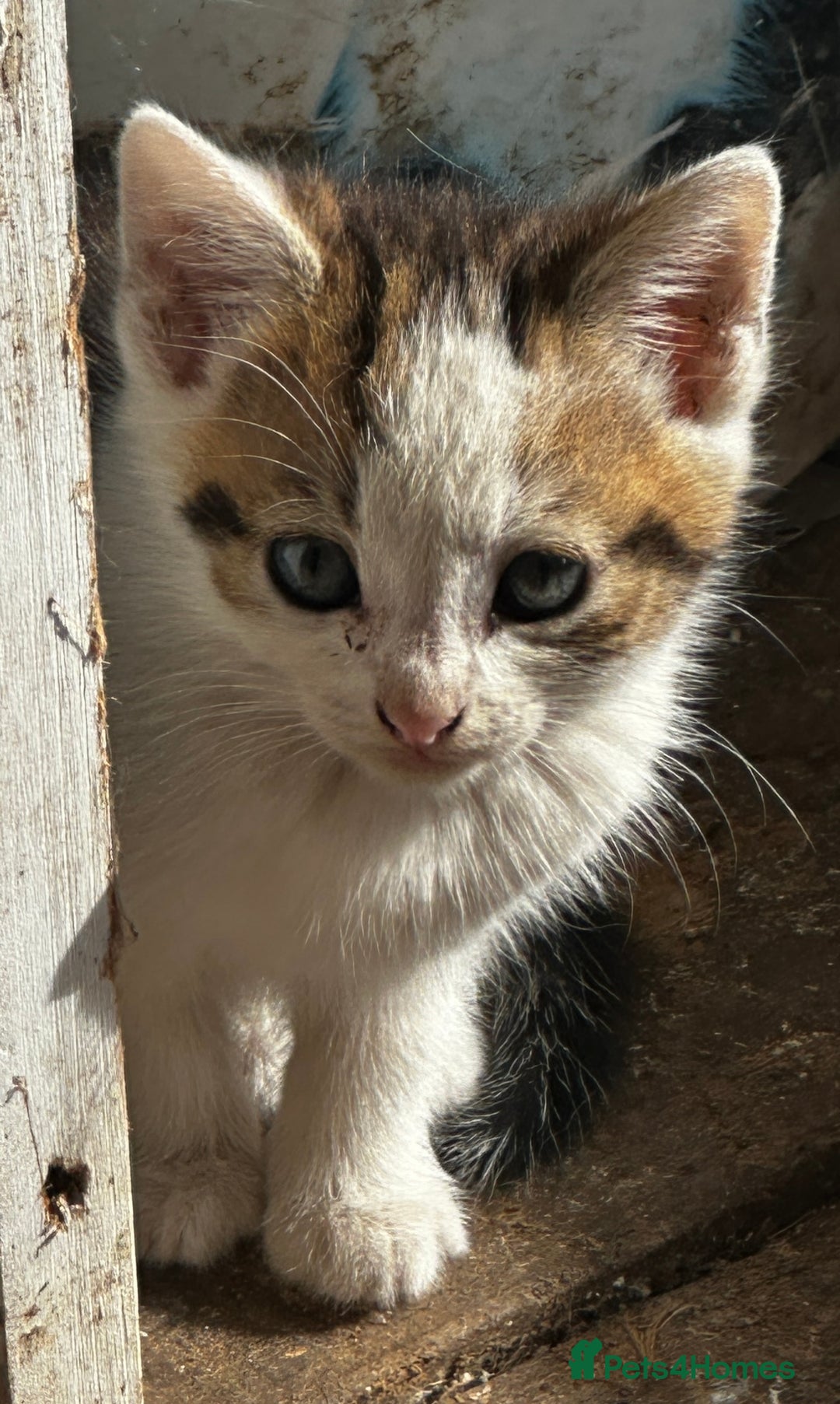 Mixed Breed cats for sale: Beautiful kittens various colours  - Image 9