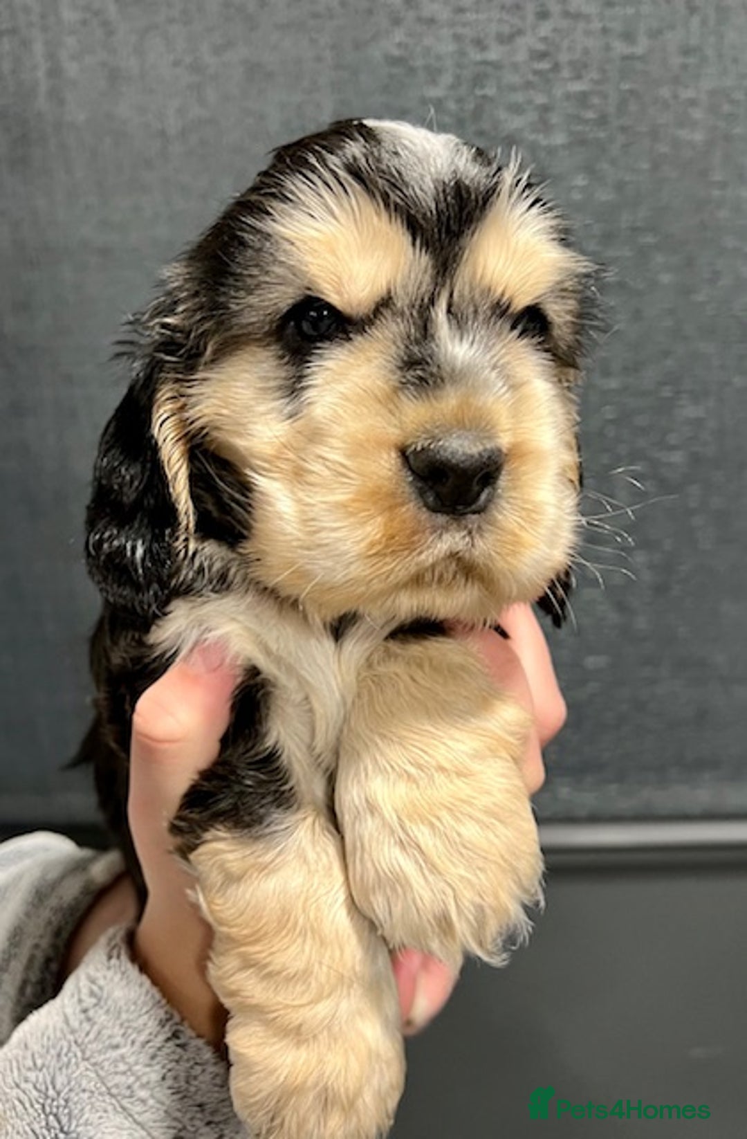 Cocker Spaniel dogs for sale: Show Cocker Spaniel puppies from DNA tested parent - Advert 8