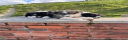 Border Collie dogs for sale: Beautiful Border Collie Puppies  - Advert 11