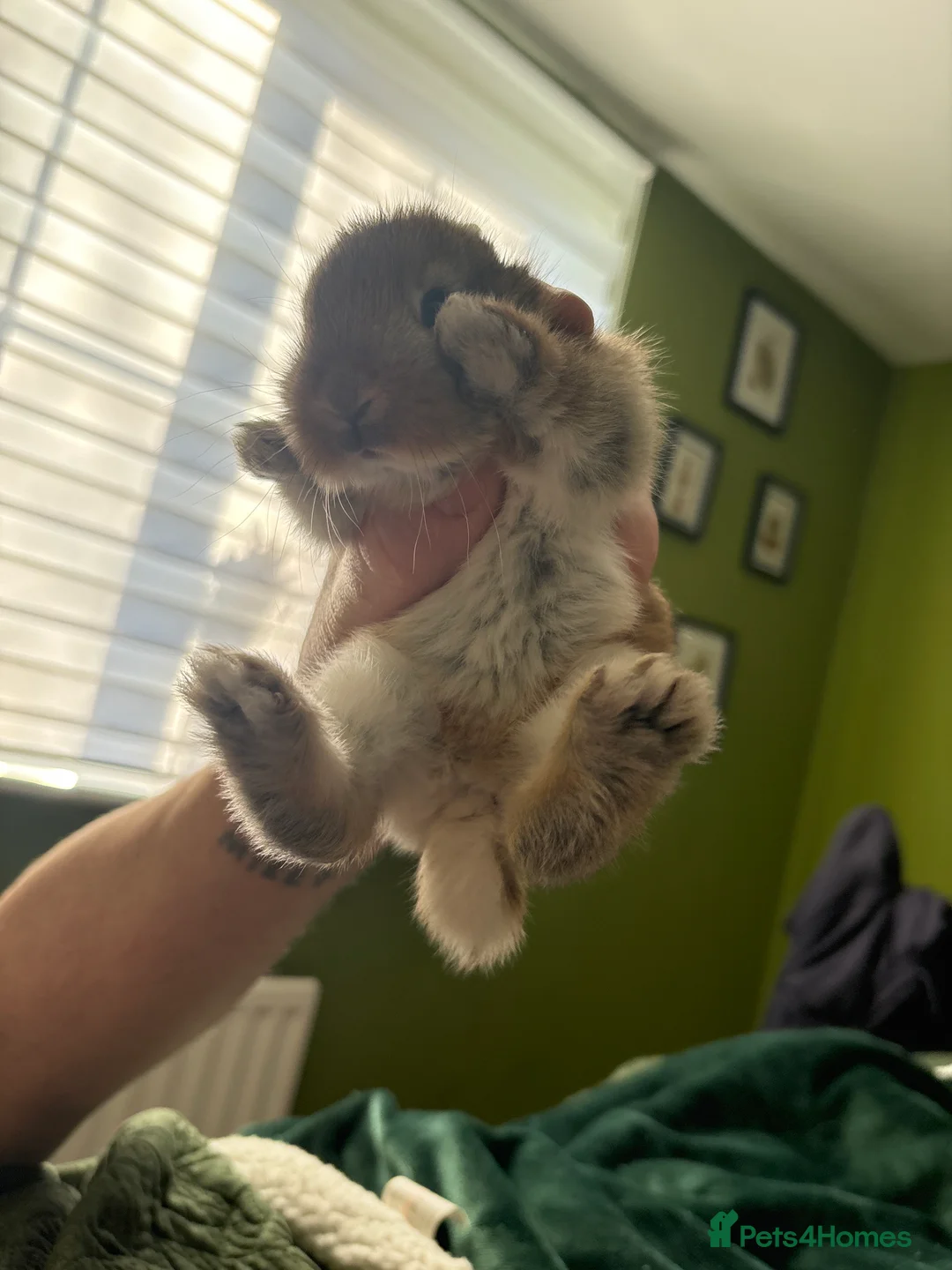 Mixed Breed rabbits for sale: Two beautiful baby bunnies - Advert 5