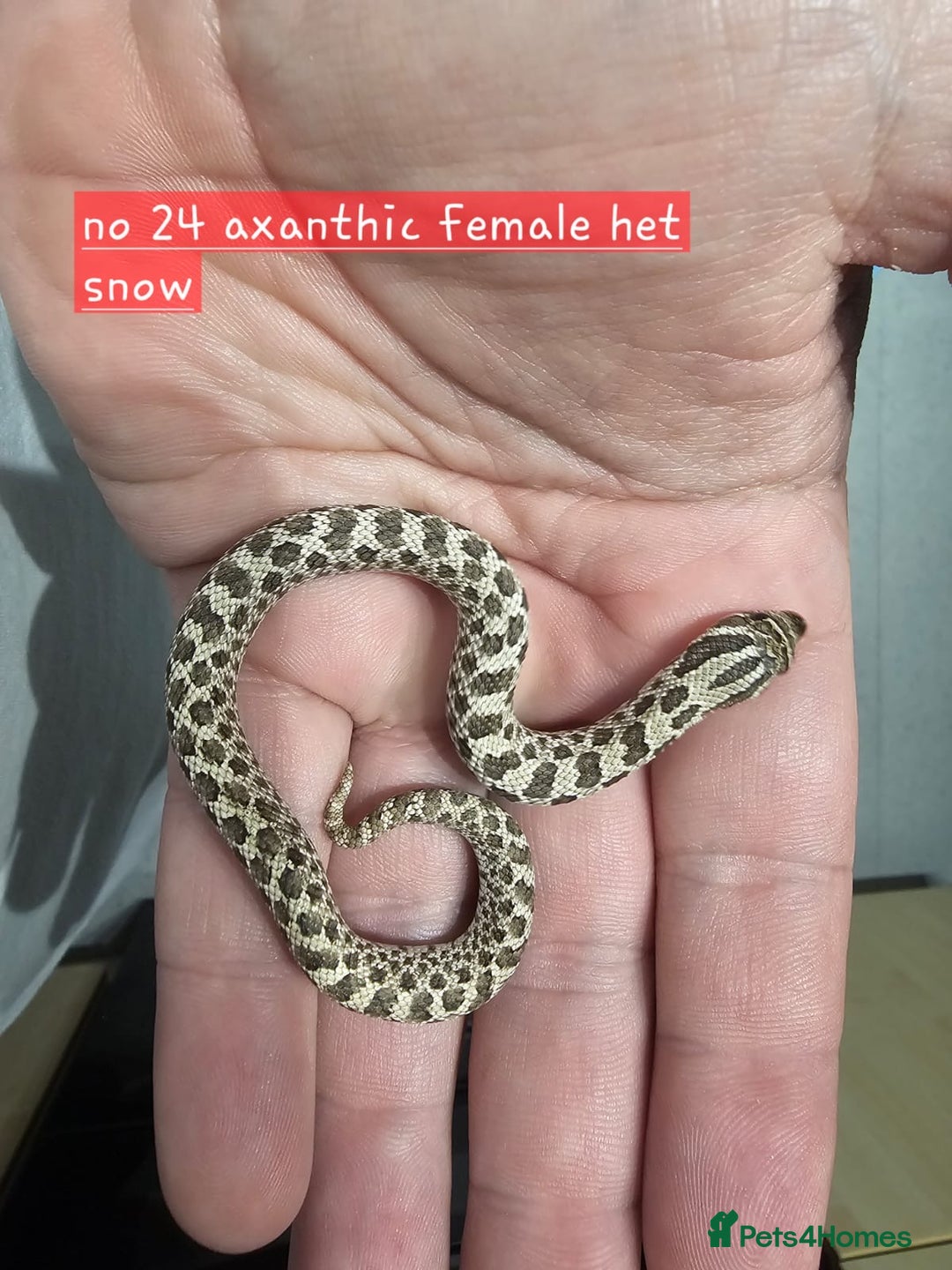 Snake reptiles for sale: Western Hognose Snakes  - Image 11