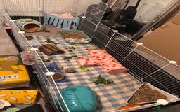 Guinea Pig rodents for sale: 2 male guinea pigs and setup - Advert 4