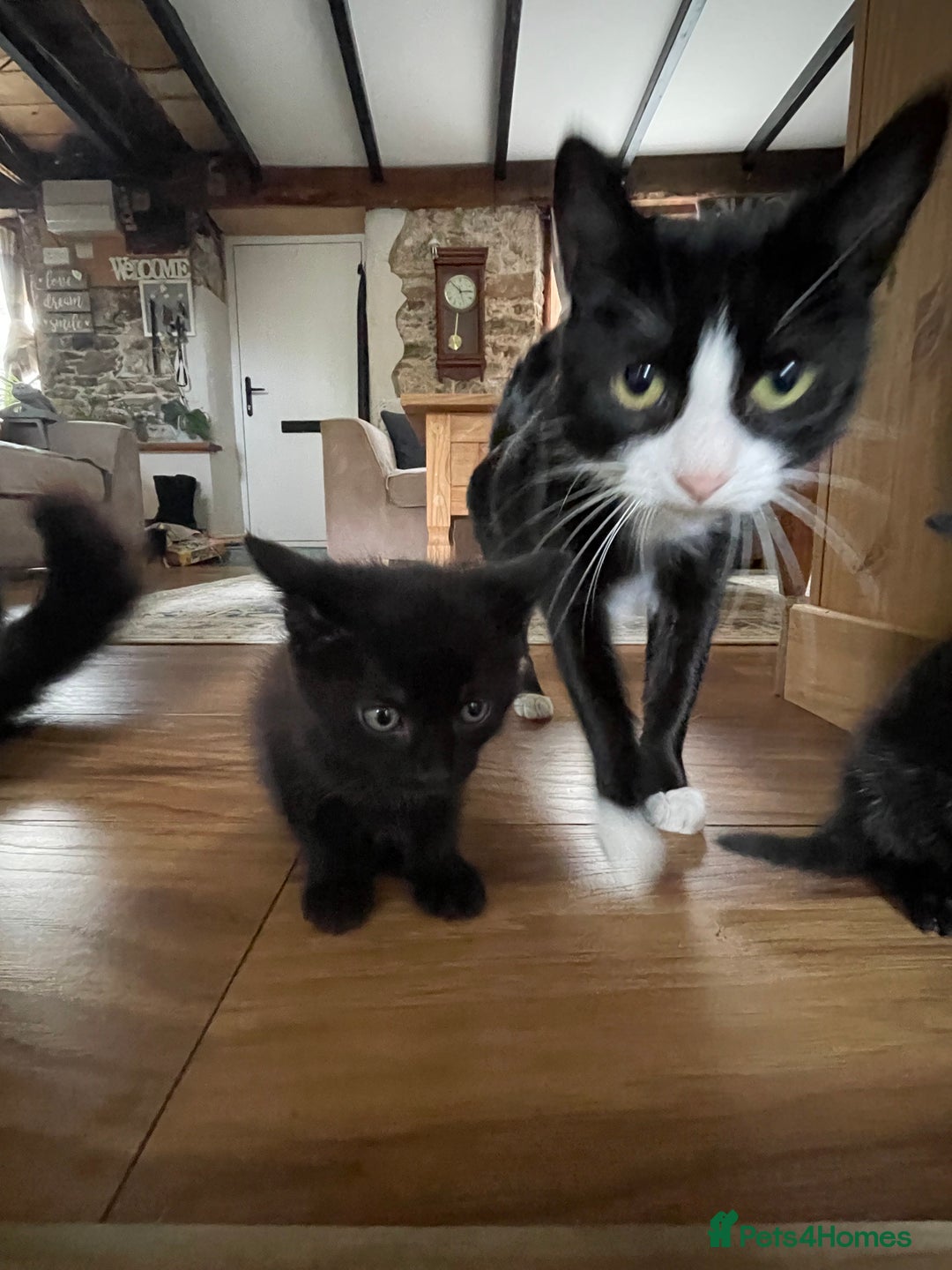 Mixed Breed cats for sale: 3 kittens left   - Advert 3