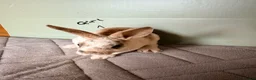 Rex rabbits for sale: mini Rex’s  - Advert 10