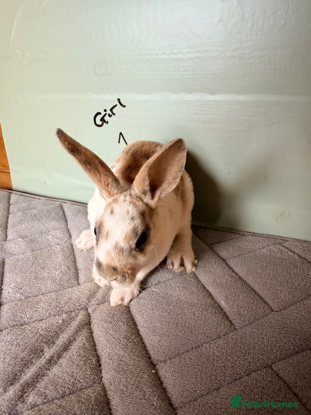 Rex rabbits for sale: mini Rex’s  - Advert 10