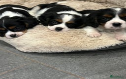 Cavalier King Charles Spaniel dogs for sale: Stunning Cavalier Puppies - Image 4
