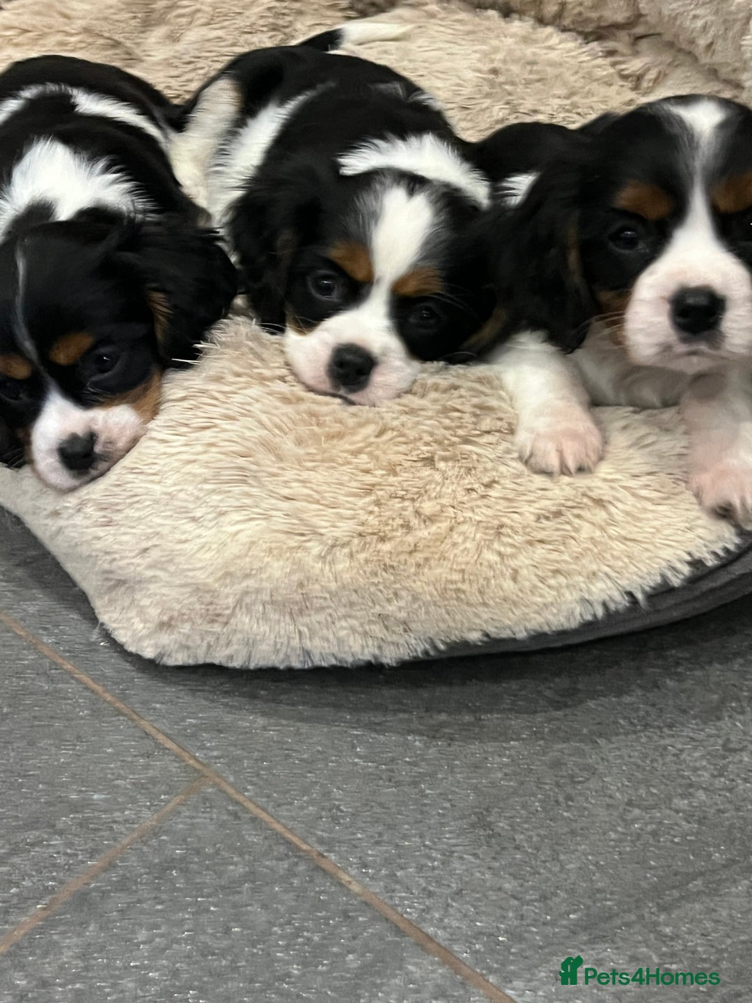 Cavalier King Charles Spaniel dogs for sale: Stunning Cavalier Puppies - Image 4